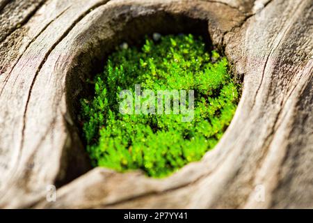 Flacher Fokus Makro Details des nassen, lebendigen grünen Lichen Moss, das in einem ausgetrockneten, toten Baumstamm eines Astes wächst Stockfoto