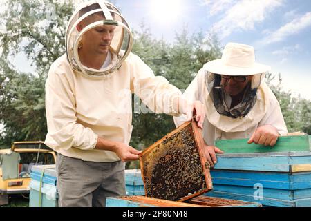 Imker in einheitlicher Honigernte in der Bienenstelle Stockfoto