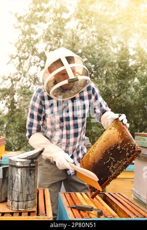 Imker putzt Bienen aus dem Bienenstockrahmen in der Bienenstation. Honig ernten Stockfoto