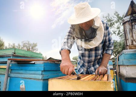 Imker, der den Rahmen aus dem Bienenstock in der Bienenstation nimmt. Honig ernten Stockfoto