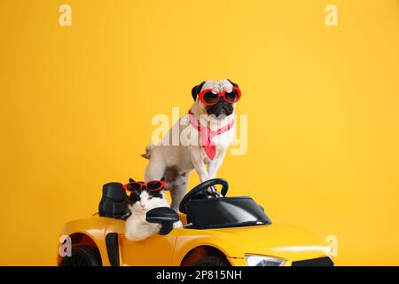 Lustiger Hund und Katze mit Sonnenbrille im Spielzeugauto auf gelbem Hintergrund Stockfoto