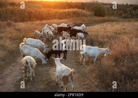 Nutztiere. Ziegen auf unbefestigten Straßen in der Nähe von Weiden am Abend Stockfoto