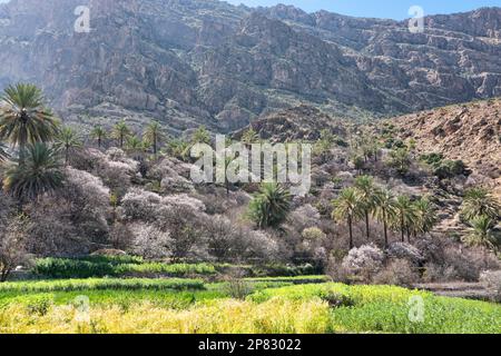 Blühende Aprikosenbäume in den westlichen Hajar-Bergen, Wakan, Oman Stockfoto