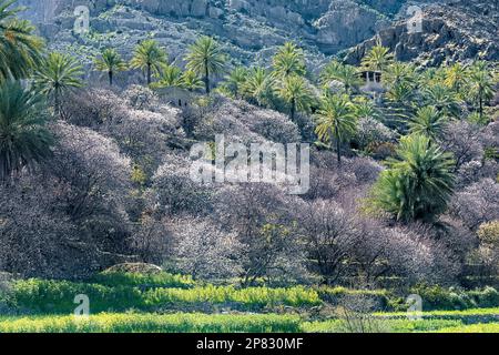 Blühende Aprikosenbäume in den westlichen Hajar-Bergen, Wakan, Oman Stockfoto