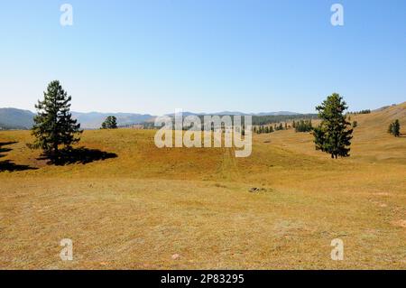 Die Feldstraße führt zwischen zwei hohen Kiefern zum Hang eines sanften Hügels am Rande der im Herbst getrockneten Steppe. Kurai Steppe, Altai, Sibirien, Russland. Stockfoto