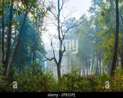 Nebiger Morgen im Wald. Nebel im dichten Wald von Lataguri, Dooars Dschungel, Westbengalen, Indien. Februar 2023. Stockfoto