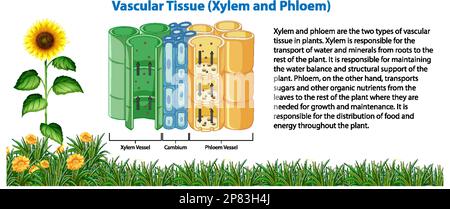Abbildung: Gefäßgewebe (Xylem und Phloem) Stock Vektor
