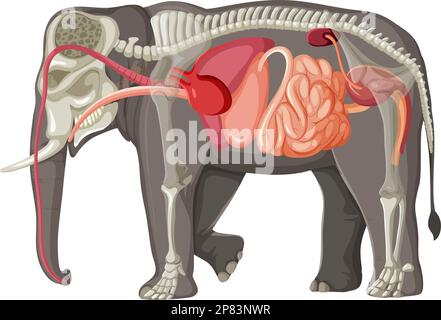 Elephant Anatomy Concept for Science Education Illustration Stock Vektor