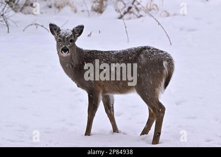 Ein Porträt eines jungen Weißwedelhirsches „Odocoileus virginianus“, der im frischen Schnee in seinem Waldlebensraum im ländlichen Alberta, Kanada, steht. Stockfoto