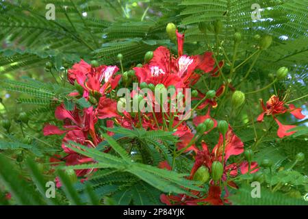 Royal Poinciana Tree (Delonix regia), auch bekannt als extravaganter Baum oder Flame Trees, der hier in voller Sommerblüte zu sehen ist, in Brisbane, Queensland, Australien. Stockfoto
