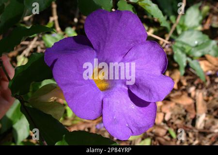 THUNBERGIA ERECTA, ALLGEMEIN BEKANNT ALS KÖNIGE-MANTEL ODER KARTOFFELBÜSCHE. Stockfoto