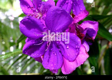 REGENTROPFEN AN DEN PURPURNEN BLÜTEN EINES TIBOUCHINA-BAUMES. Stockfoto