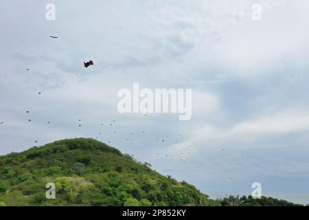 Hunderte von Füchsen fliegen am bewölkten Himmel, grüne Hügel darunter, in Riung auf Flores. Stockfoto