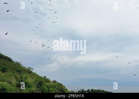 Hunderte von Füchsen fliegen am bewölkten Himmel, grüne Hügel darunter, in Riung auf Flores. Stockfoto