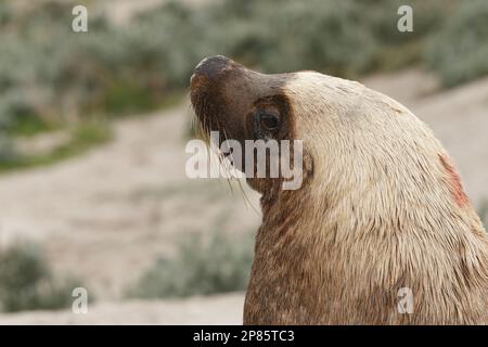 Nahaufnahme des Kopfes eines männlichen australischen Seelöwen, während er die Umgebung beobachtet. Stockfoto