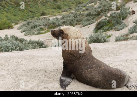 Ein großer männlicher australischer Seelöwe, der in den Sanddünen ruht, nachdem er von einem Jagdausflug auf dem Meer zurückgekehrt ist. Stockfoto