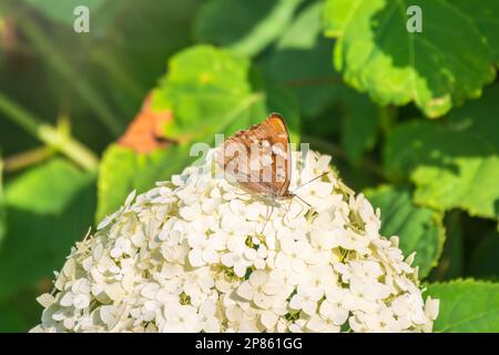 Schmetterling apatura Iris, der violette Kaiser, sitzt auf weißen Blüten auf grünem Hintergrund Stockfoto