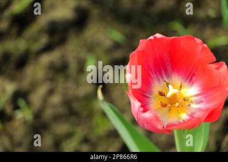 Atemberaubende Frühlingsnatur oder Festungskonzept mit morgendlichen roten Tulpenblumen im Garten Stockfoto