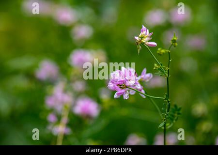 Im Wald wachsende Sortenblume der Securigera, aus nächster Nähe Stockfoto