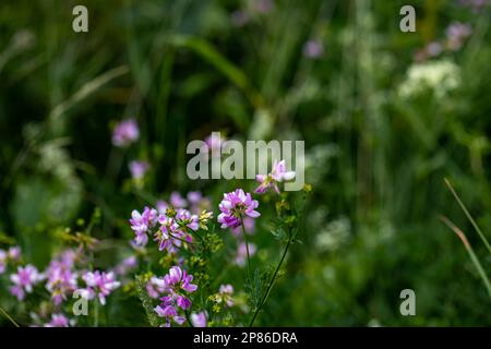 Im Wald wachsende Sortenblume der Securigera, aus nächster Nähe Stockfoto