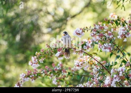 Noisy Miner (Manorina melanocephala) sitzt auf einer Fabrik in New South Wales, Australien Stockfoto