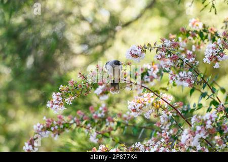 Noisy Miner (Manorina melanocephala) sitzt auf einer Fabrik in New South Wales, Australien Stockfoto