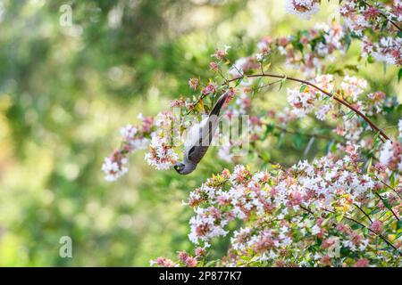 Noisy Miner (Manorina melanocephala) sitzt auf einer Fabrik in New South Wales, Australien Stockfoto