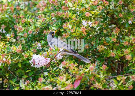 Noisy Miner (Manorina melanocephala) sitzt auf einer Fabrik in New South Wales, Australien Stockfoto