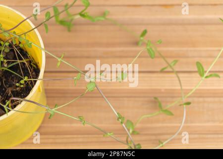 Junge Münzpflanze in gelbem Topf auf Holzhintergrund, Kopierraum, Draufsicht. Stockfoto