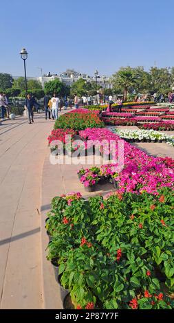 Farbenfrohe Frühlingsblumen blühen im Central Park, Connaught Place, Neu-Delhi, Indien Stockfoto