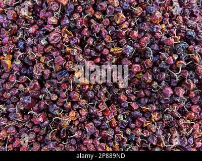 Rundes rotes Chili, kleine runde getrocknete rote Chilis. Auch bekannt als Boriya Chilli oder Boria Mirch. Getrocknete Chilis färben sich durchsichtig rot-braun Stockfoto