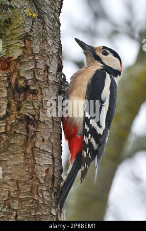 Sieversdorf, Deutschland. 04. März 2023. Ein großer Fleckspecht (Dendrocopos Major, SYN.: Picoides Major). Der große gefleckte Specht ist eine Vogelart in der Familie der Specher (Picidae). Kredit: Patrick Pleul/dpa/Alamy Live News Stockfoto