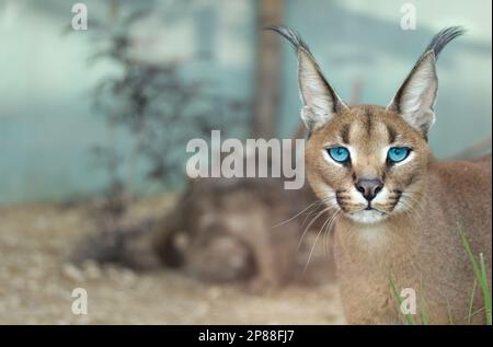 caracal Lynx (Felis caracal) Wildkatze in Südafrika Stockfoto