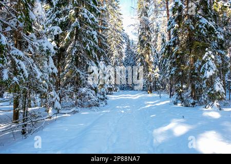 Schnee auf den Ästen. Bäume im Schnee. Viel Schnee im Wald. Baumzweige im Schnee, Nahaufnahme. Winter im Wald. Marsch in Lettland. Stockfoto