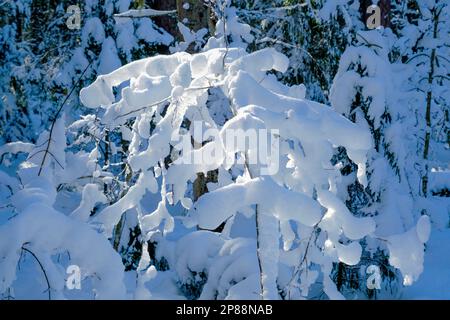 Schnee auf den Ästen. Bäume im Schnee. Viel Schnee im Wald. Baumzweige im Schnee, Nahaufnahme. Winter im Wald. Marsch in Lettland. Stockfoto