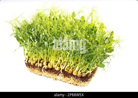 Wächst Mikrogrün. Grüne Erbsenhühner isolieren sich auf weißem Hintergrund. Schließen Stockfoto