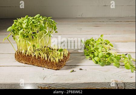 Mikrogrün zu Hause anbauen. Sonnenblumen-Sprossen-Block und Grüns auf Holzhintergrund schneiden. Rustikaler Stil. Stockfoto