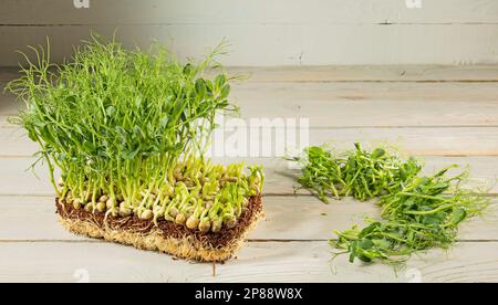 Mikrogrün zu Hause anbauen. Block mit grünen Erbsensprossen und geschnittenem Grün auf Holzhintergrund. Rustikaler Stil. Stockfoto