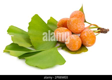 Ginkgo biloba reife gelbe Früchte und grüne Blätter sind auf weißem Hintergrund isoliert. Stockfoto