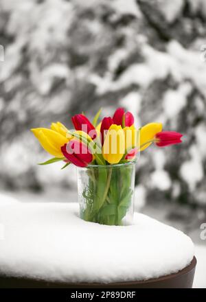 Handgemachtes Blumenarrangements mit gelben und roten Tulpenblüten in einem Glasgefäß im schneebedeckten Garten. Selektiver Weichzeichner. Stockfoto