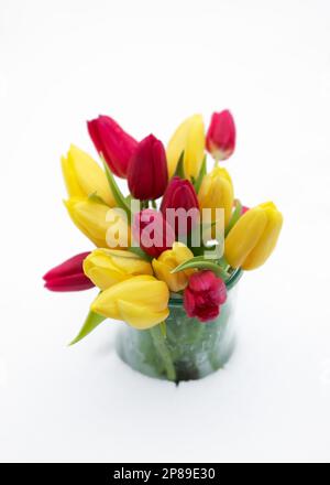 Wunderschöner Frühlingsstrauß mit gelben und roten Tulpenblüten in einem Glasgefäß im schneebedeckten Garten. Selektiver Weichzeichner. Speicherplatz kopieren. Stockfoto