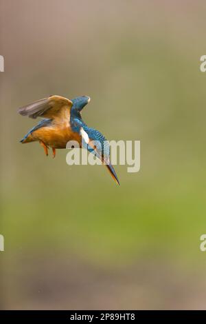 Der gewöhnliche Königsfischer Alcedo hier, Erwachsene Frau schwebt, Suffolk, England, März Stockfoto