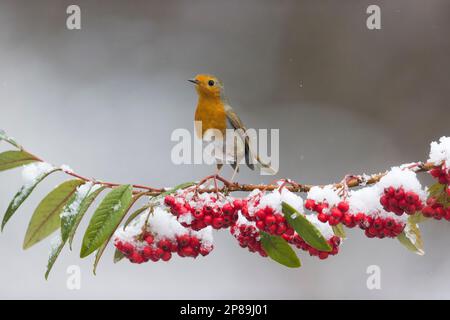 Europäisches Rotkehlchen Erithacus rubecula, Erwachsener hoch oben auf schneebedeckten Kokoneaster-Zweig, Suffolk, England, März Stockfoto