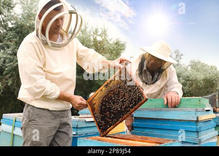 Imker in einheitlicher Honigernte in der Bienenstelle Stockfoto