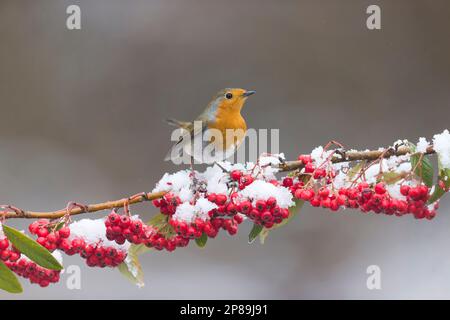 Europäisches Rotkehlchen Erithacus rubecula, Erwachsener hoch oben auf schneebedeckten Kokoneaster-Zweig, Suffolk, England, März Stockfoto