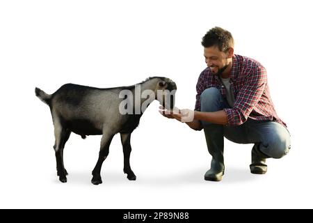Mann füttert süße Hausziegen vor weißem Hintergrund Stockfoto