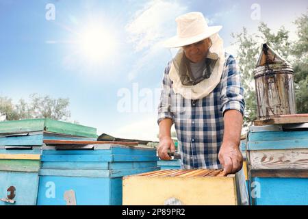 Imker, der den Rahmen aus dem Bienenstock in der Bienenstation nimmt. Honig ernten Stockfoto