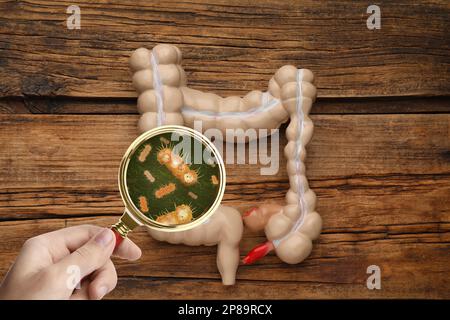 Mikroorganismenforschung. Frau mit Vergrößerungsglas und anatomischem Darmmodell auf Holzhintergrund, Draufsicht Stockfoto