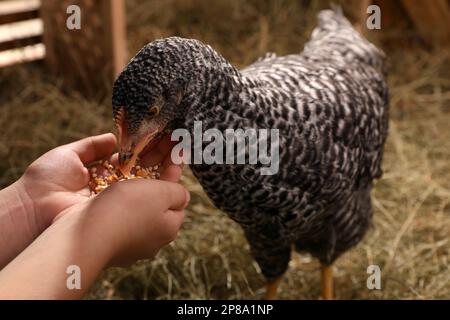 Frau füttert Hühnchen im Hühnerstall, Nahaufnahme. Haustier Stockfoto