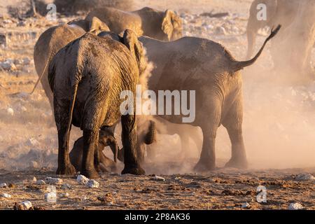 Eine Gruppe von Elefanten, die sich nach einem Bad in einem Wasserloch mit Schmutz bedecken. Etosha-Nationalpark, Namibia. Stockfoto